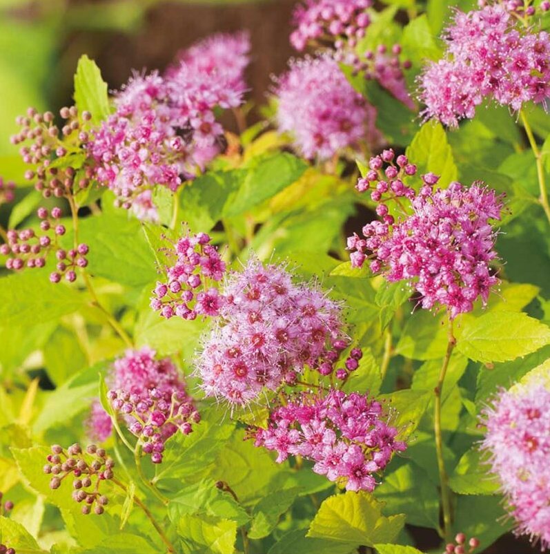 Lanksva japoninė (Spiraea japonica) 'Golden Princess'