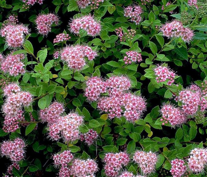 Lanksva japoninė (Spiraea japonica) 'Little Princess'
