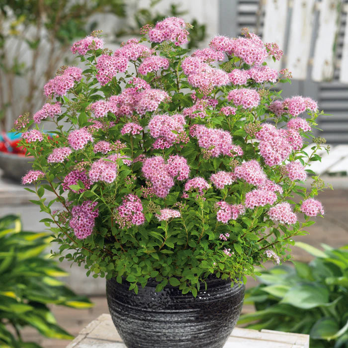 Lanksva japoninė (Spiraea japonica) 'Little Princess'