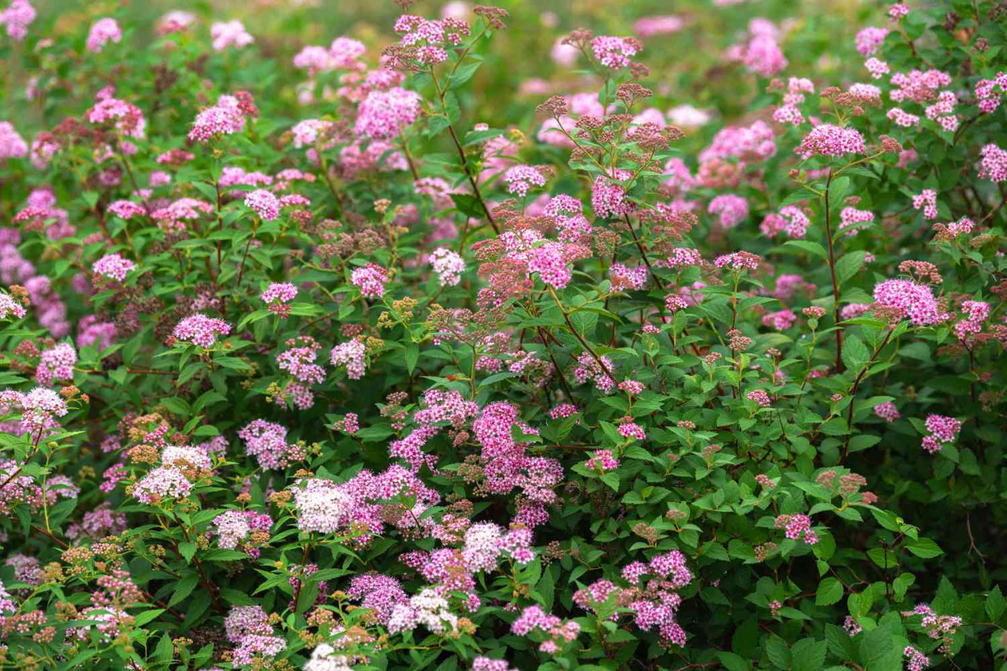 Lanksva japoninė (Spiraea japonica) 'Little Princess'