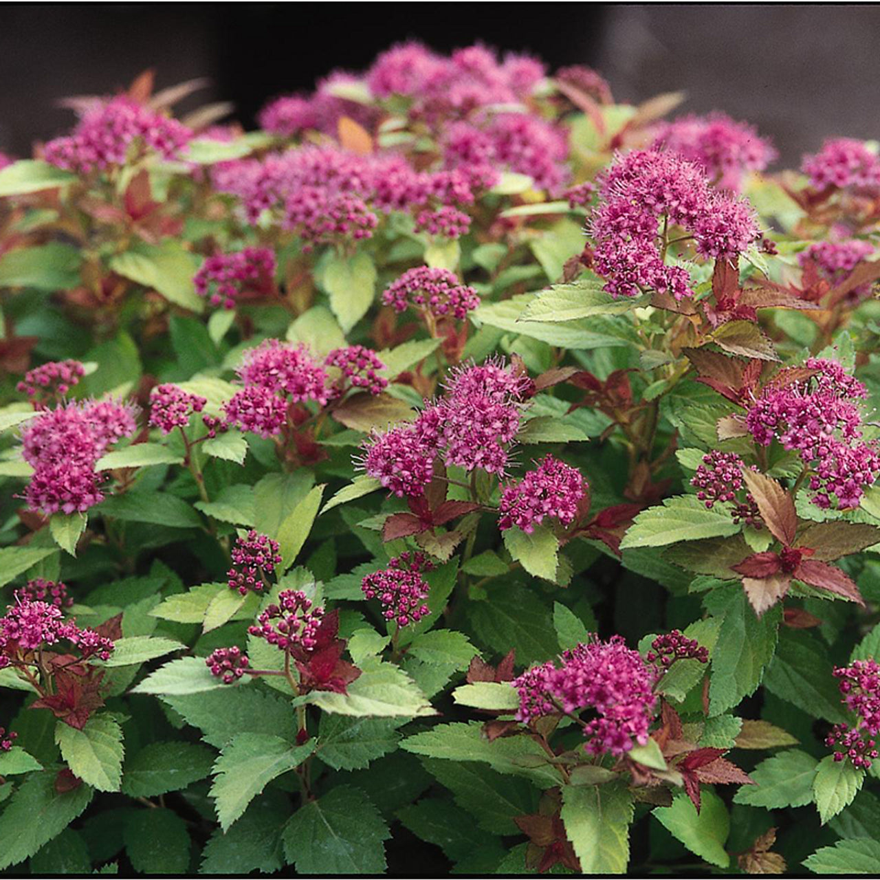 Lanksva japoninė (Spiraea japonica) 'Magic Carpet'