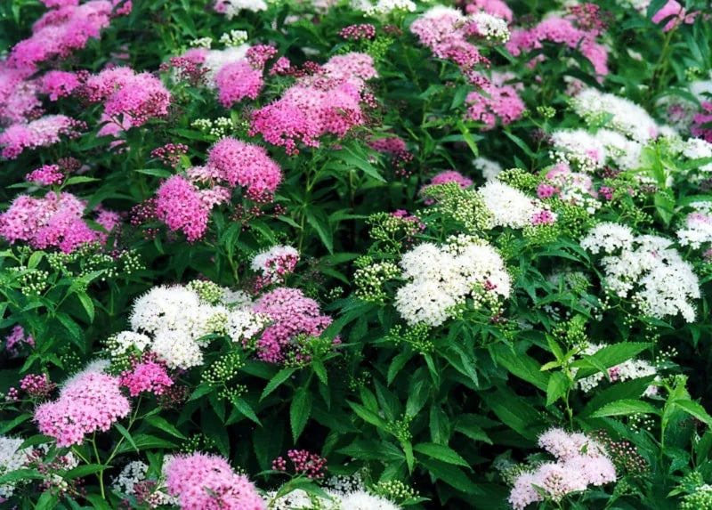Lanksva japoninė (Spiraea japonica) 'Shirobana'
