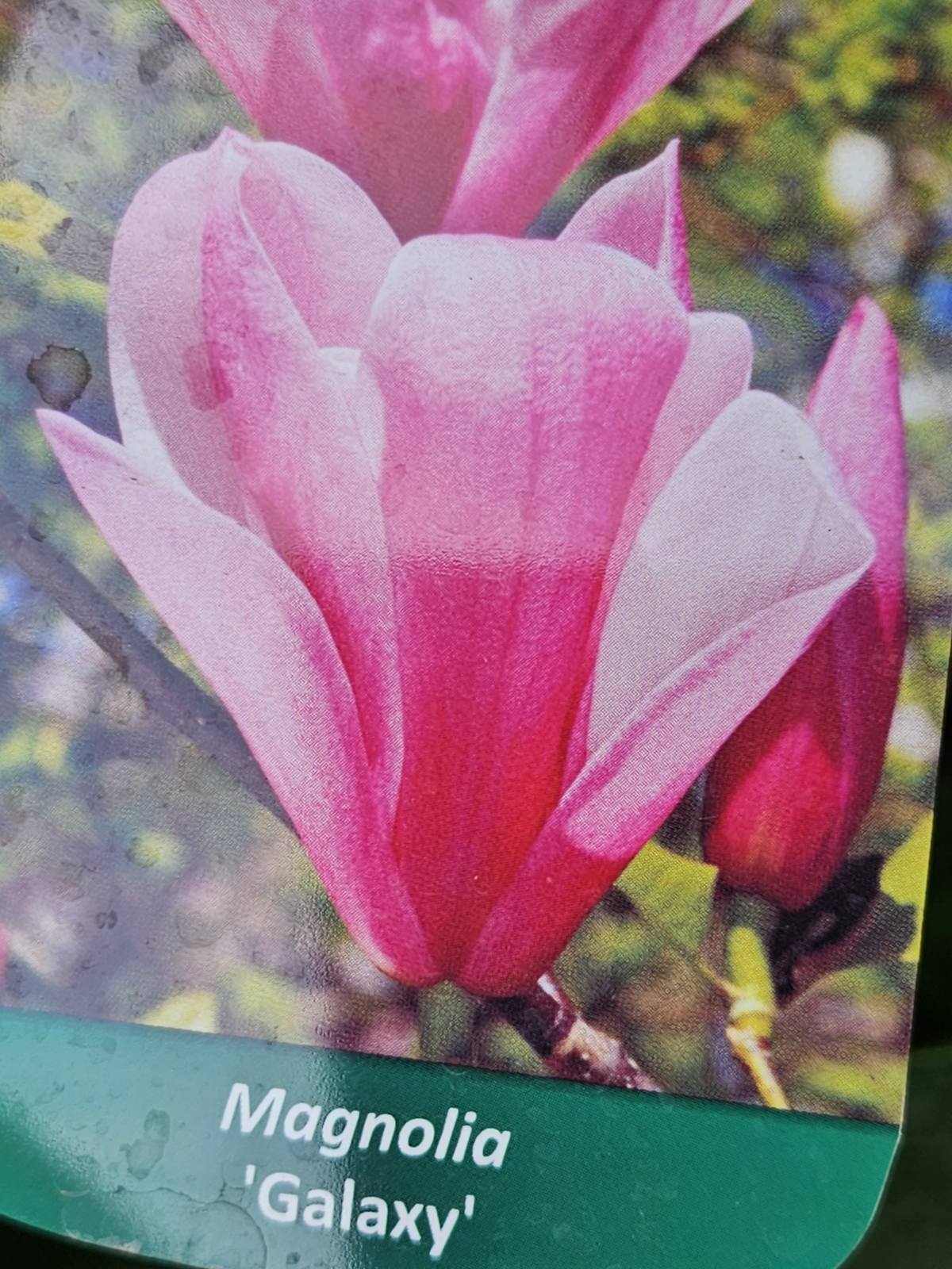 Magnolija sulanžo (Magnolia soulangeana) 'Galaxy'