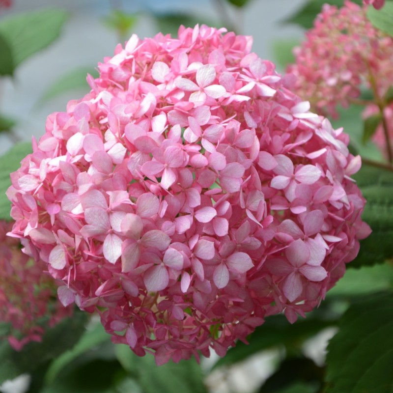 Hortenzija šviesioji (Hydrangea arborescens) 'Candybelle Bubblegum'