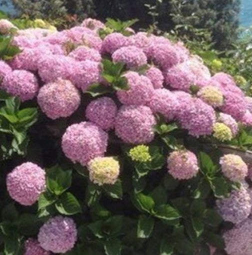 Hortenzija šviesioji (Hydrangea arborescens) 'Candybelle Bubblegum'