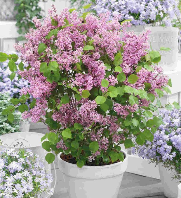 Alyva mejerio (Syringa meyeri) Flowerfesta Pink ('Anny200809' PBR)