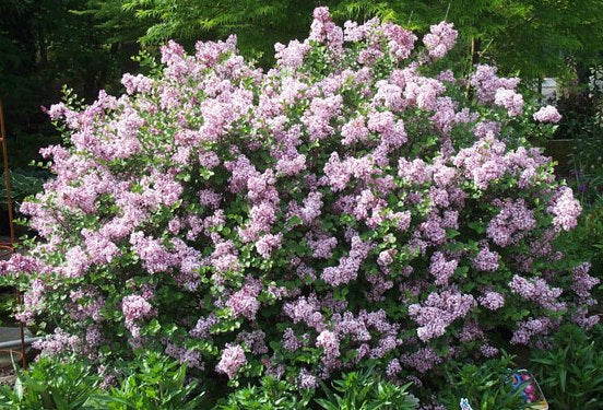 Alyva mejerio (Syringa meyeri) 'Palibin'
