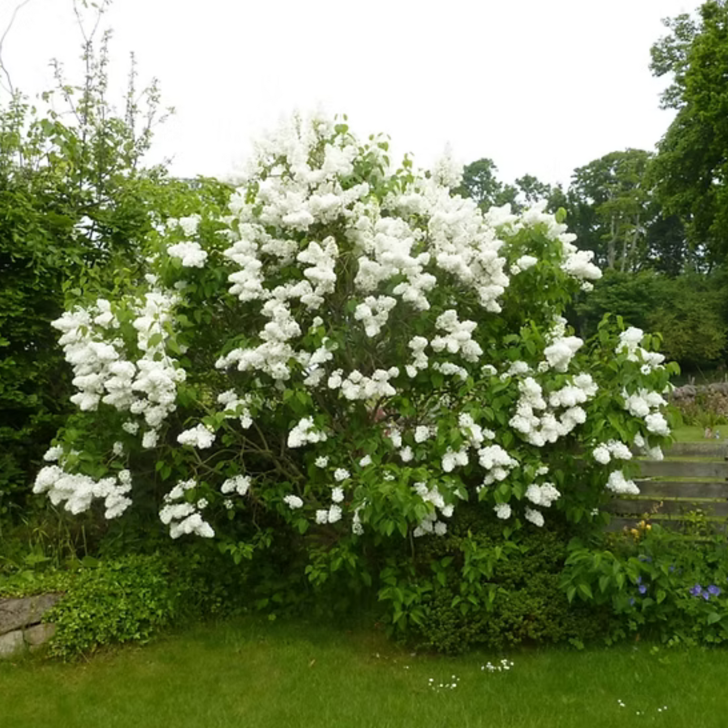 Alyva paprastoji (Syringa vulgaris) 'Alba'