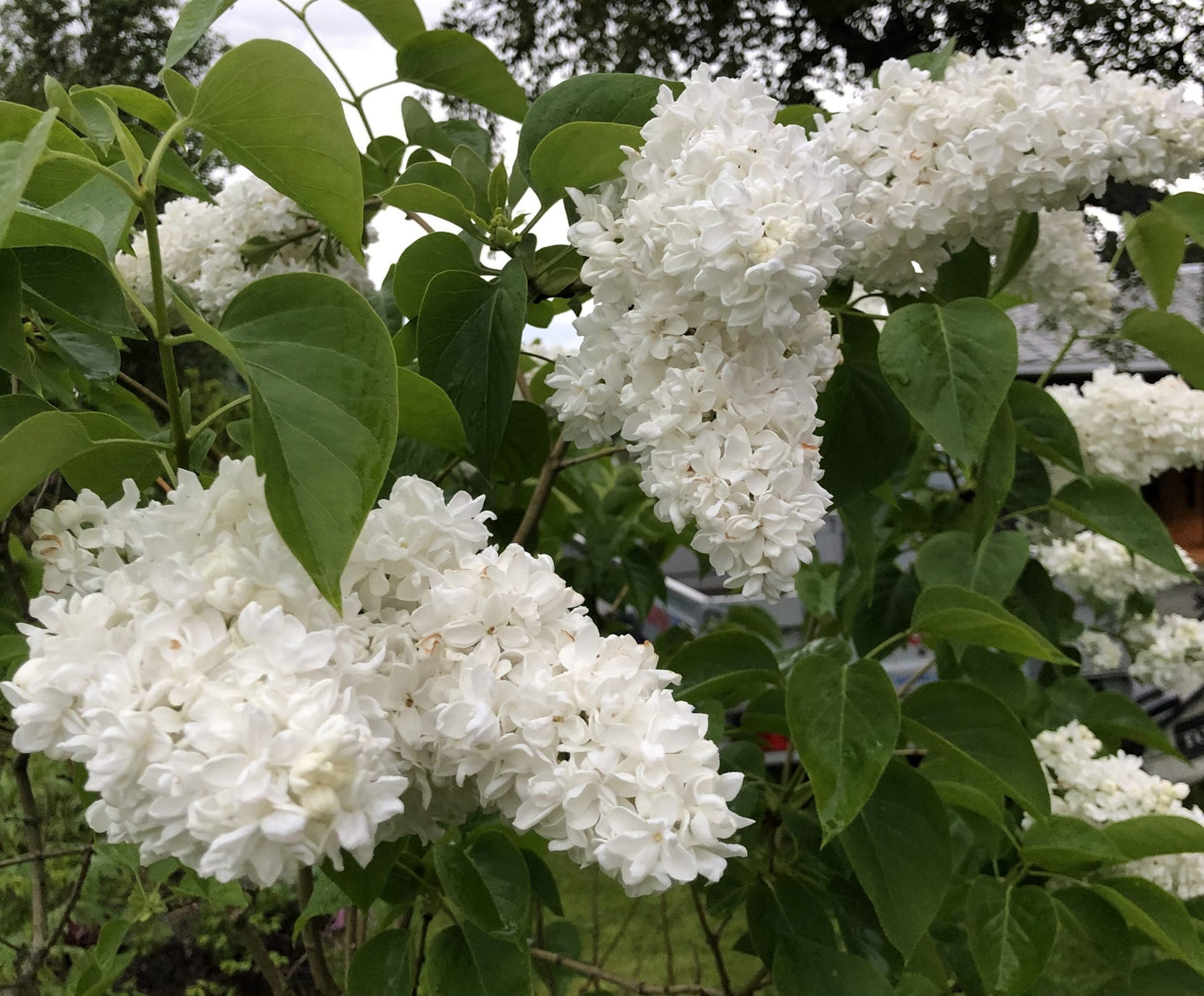 Alyva paprastoji (Syringa vulgaris) 'Alba'
