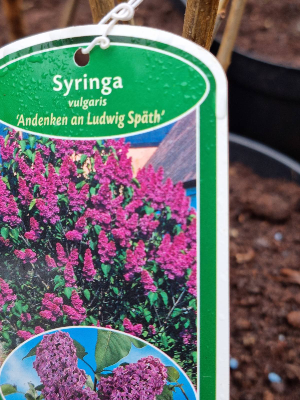 Alyva paprastoji (Syringa vulgaris) 'Andenken an Ludwig Spath'