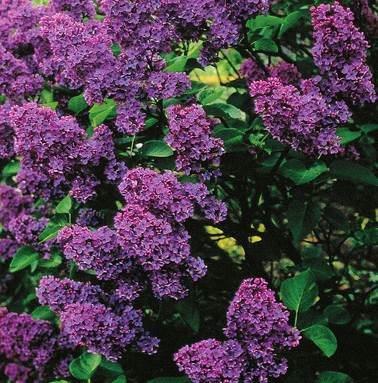 Alyva paprastoji (Syringa vulgaris) 'Andenken an Ludwig Spath'