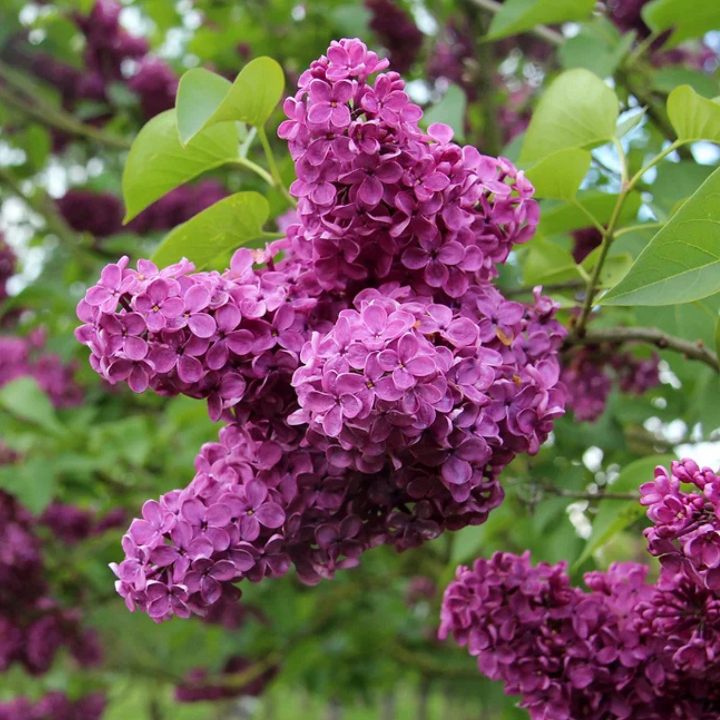 Alyva paprastoji (Syringa vulgaris) 'Charles Joly'