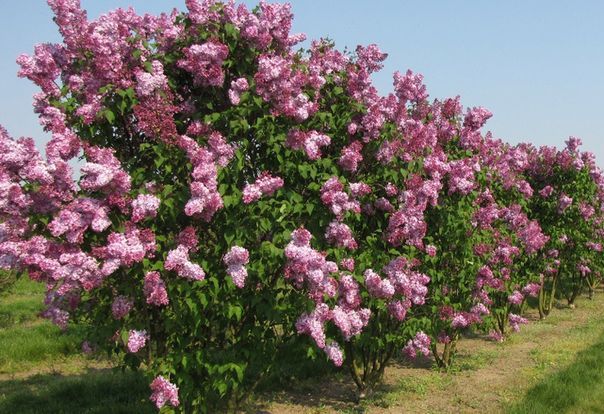 Alyva paprastoji (Syringa vulgaris) 'Charles Joly'