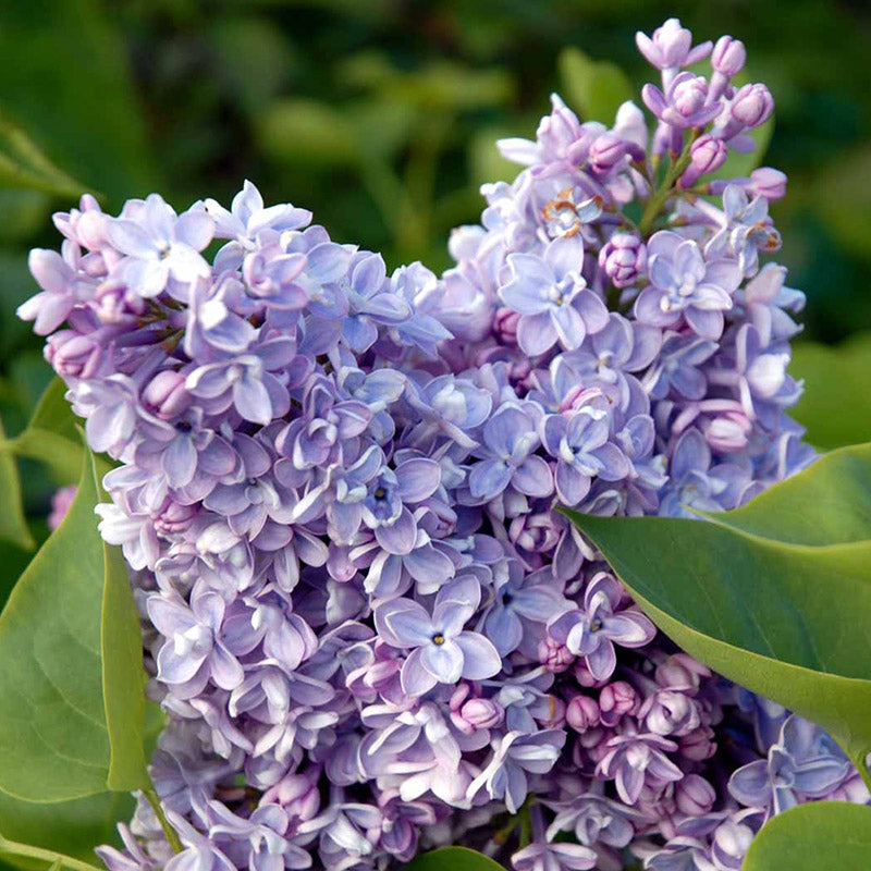 Alyva paprastoji (Syringa vulgaris) 'Katherine Havemeyer'