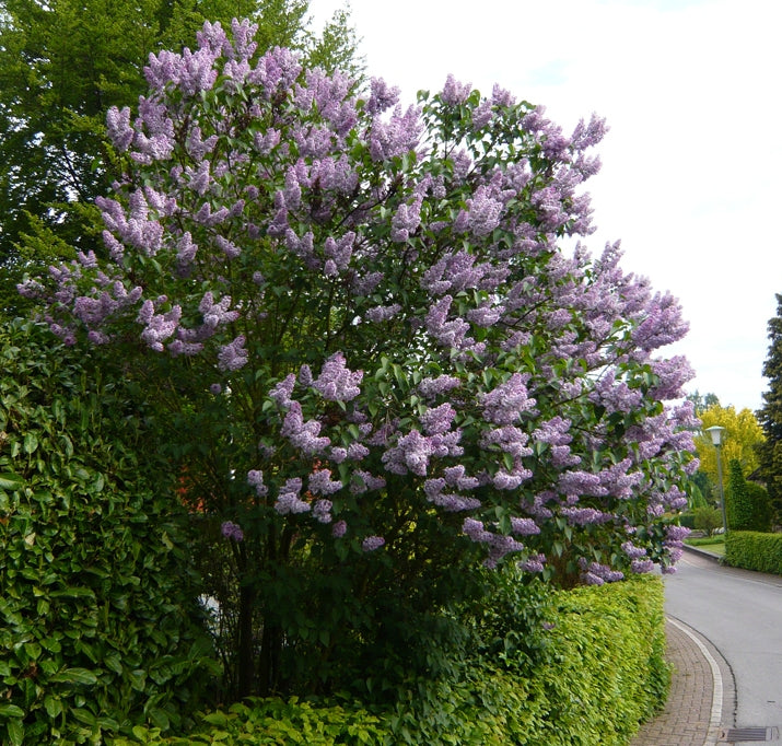 Alyva paprastoji (Syringa vulgaris) 'Katherine Havemeyer'