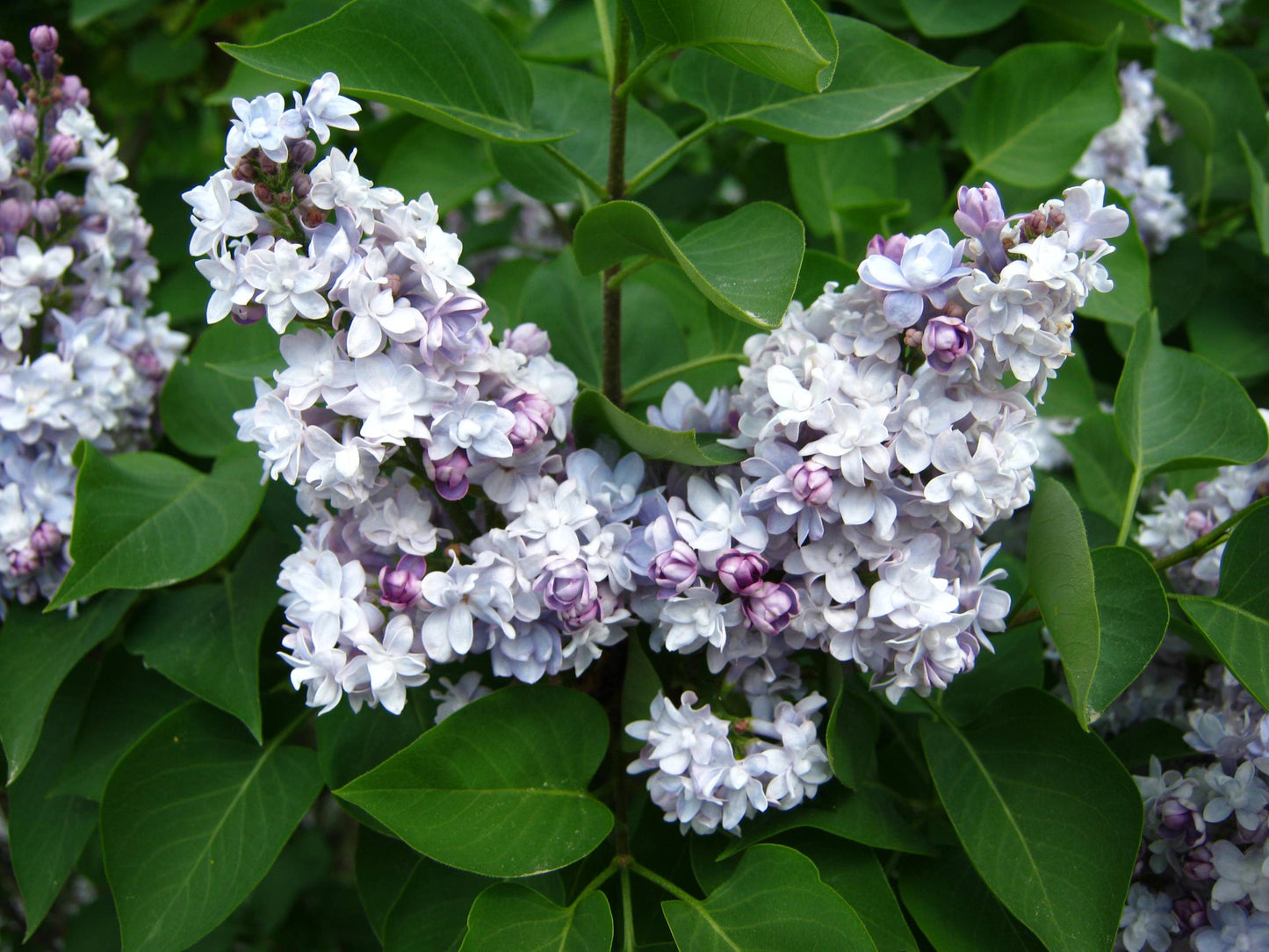 Alyva paprastoji (Syringa vulgaris) 'Katherine Havemeyer'