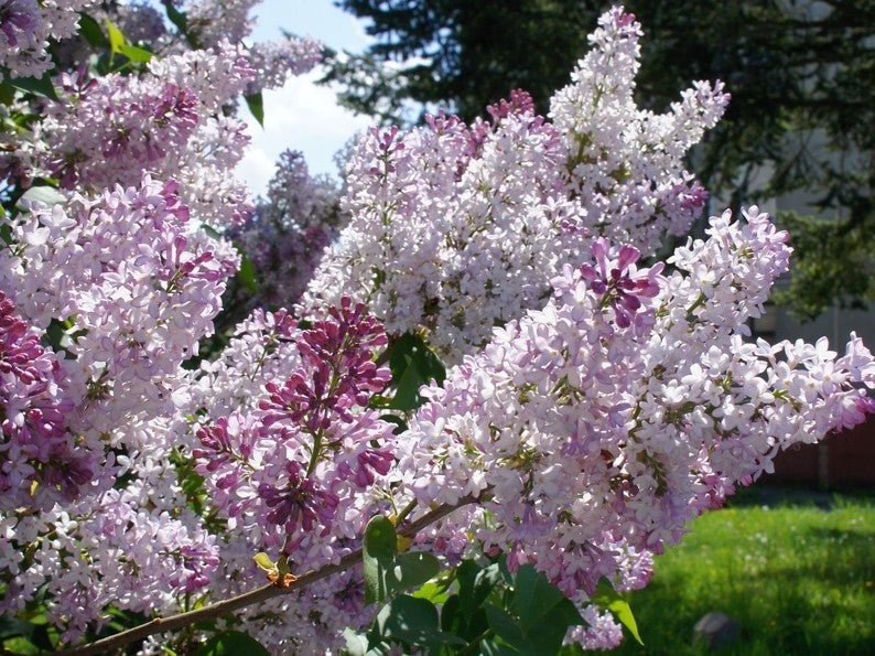 Alyva paprastoji (Syringa vulgaris) 'Krasawica Moskwy'