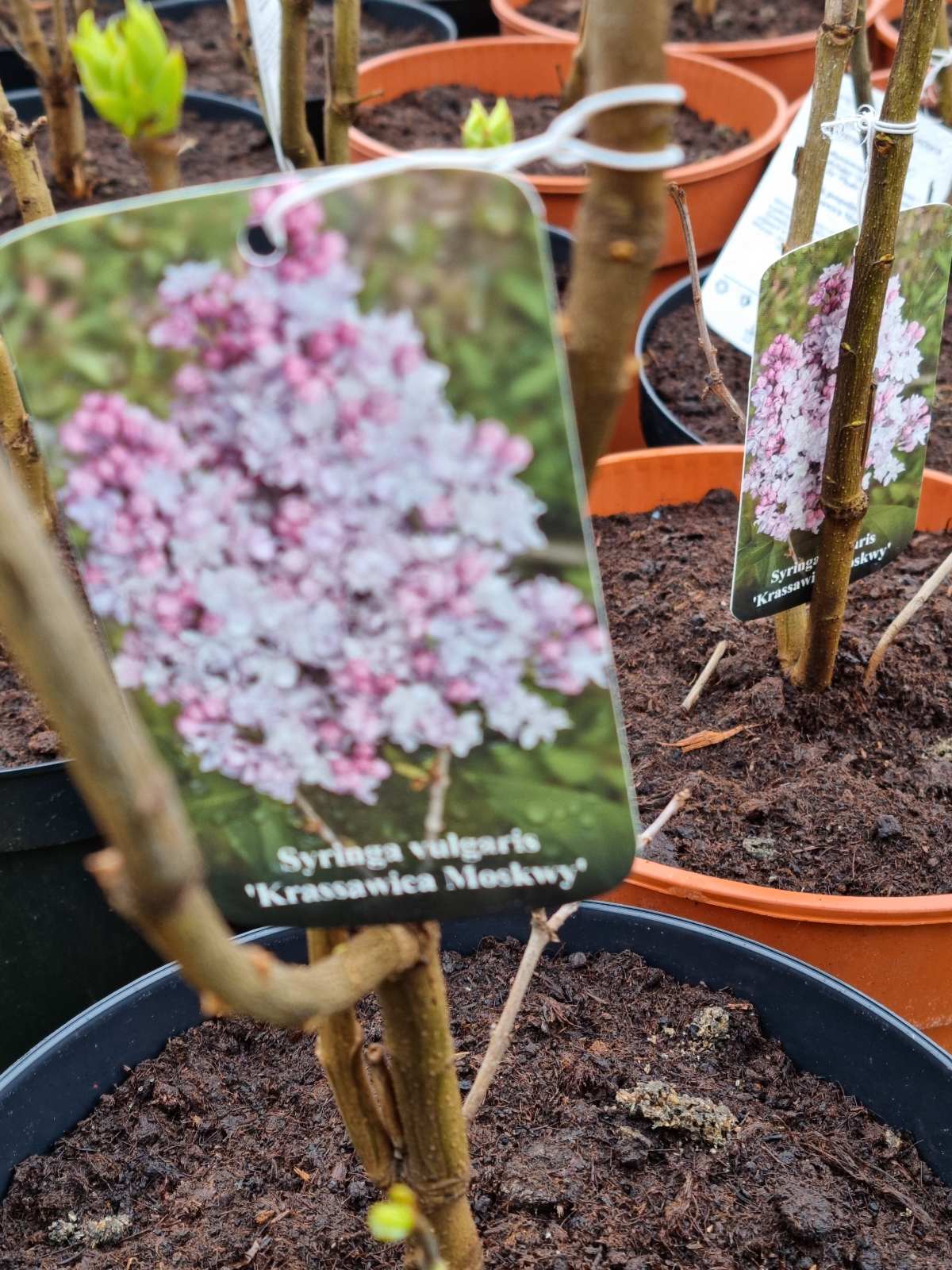 Alyva paprastoji (Syringa vulgaris) 'Krasawica Moskwy'