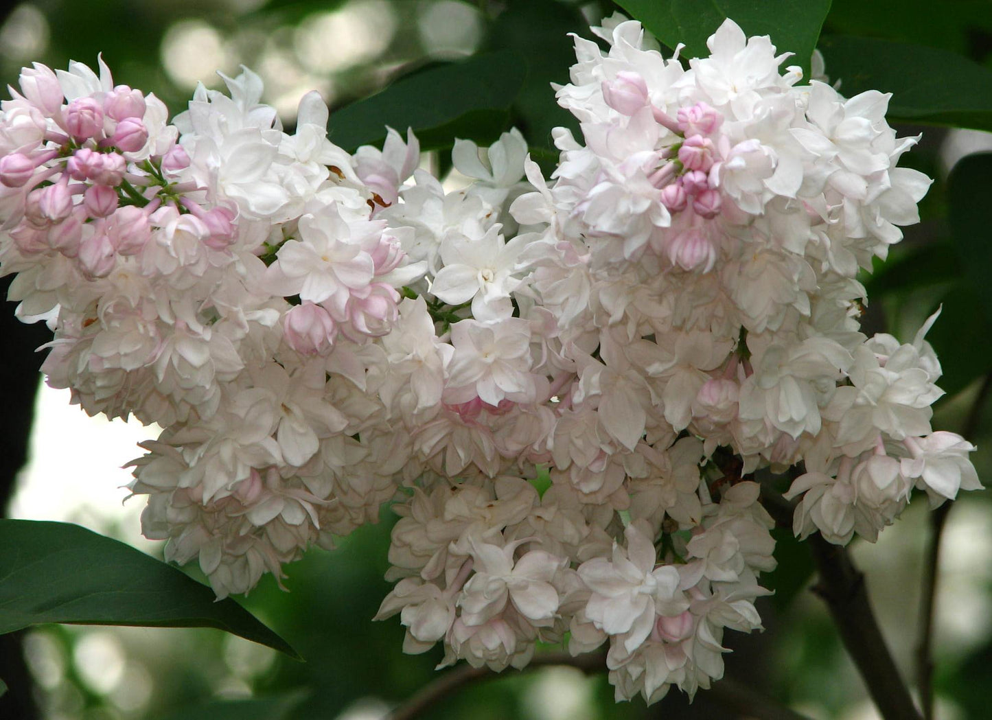 Alyva paprastoji (Syringa vulgaris) 'Krasawica Moskwy'