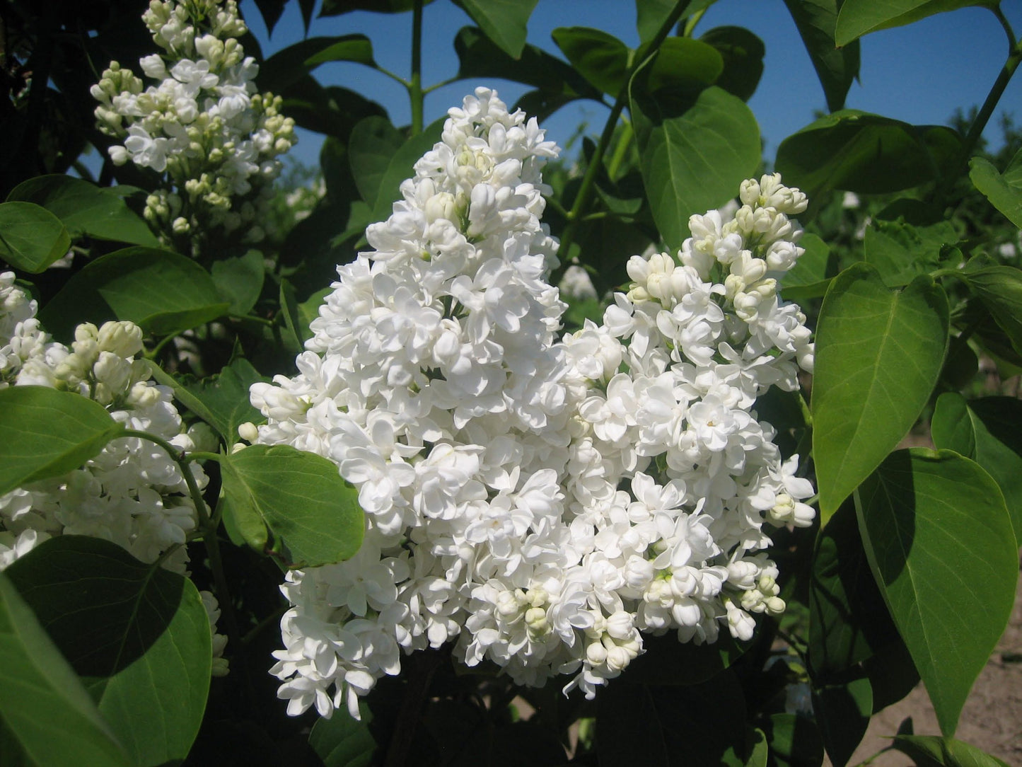 Alyva paprastoji (Syringa vulgaris) 'Madame Lemoine'