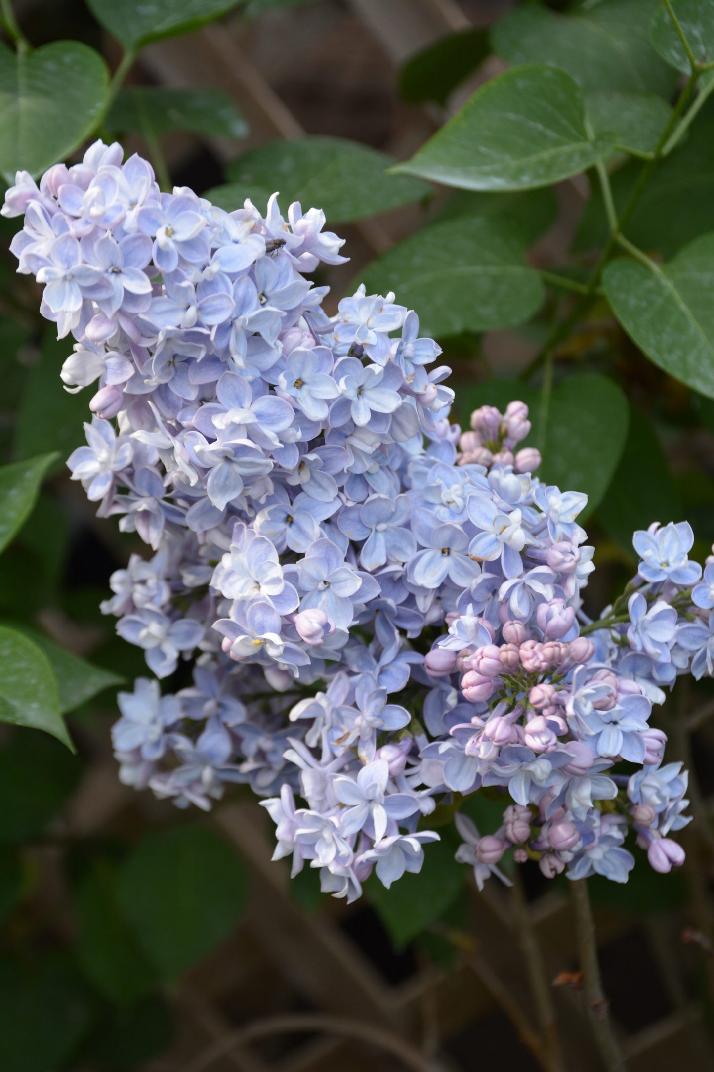 Alyva paprastoji (Syringa vulgaris) 'President Grevy'