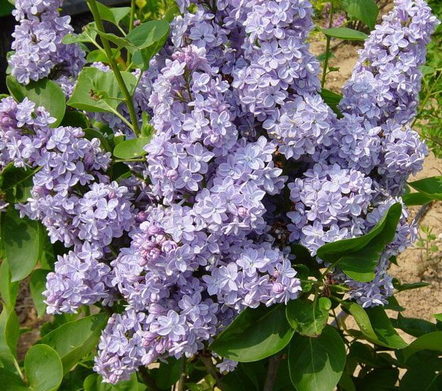 Alyva paprastoji (Syringa vulgaris) 'President Grevy'