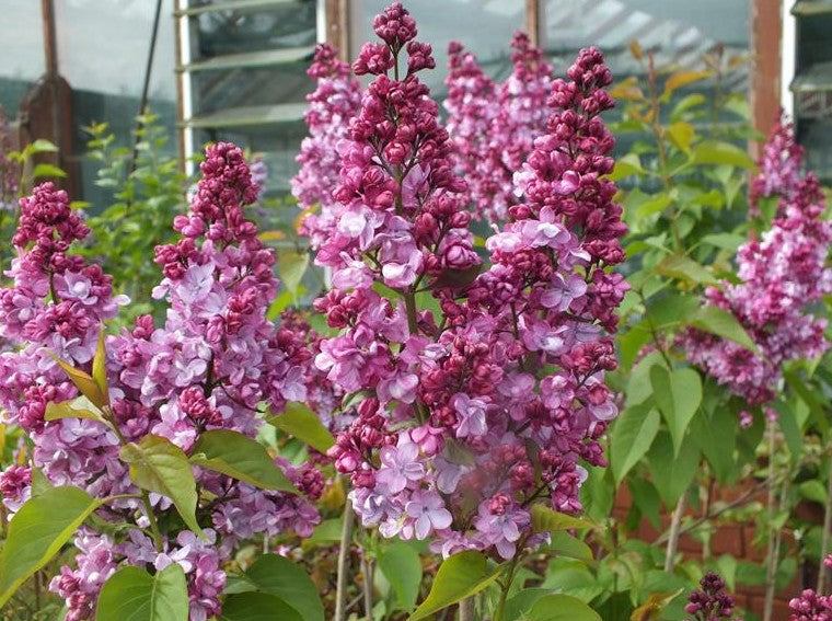Alyva paprastoji (Syringa vulgaris) 'Prince Wolkonsky'