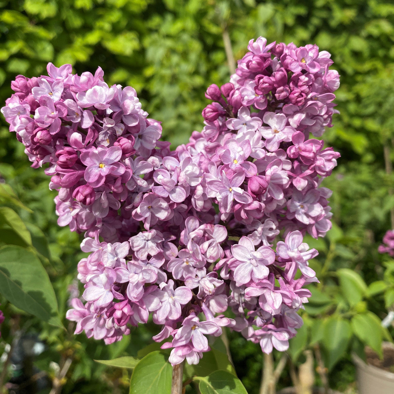 Alyva paprastoji (Syringa vulgaris) 'Prince Wolkonsky'