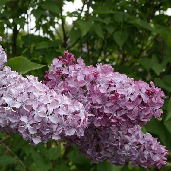Alyva paprastoji (Syringa vulgaris) 'Princesse Sturdza'