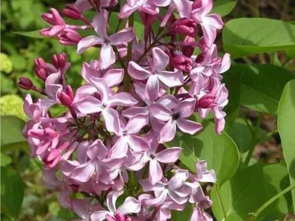 Alyva paprastoji (Syringa vulgaris) 'Princesse Sturdza'