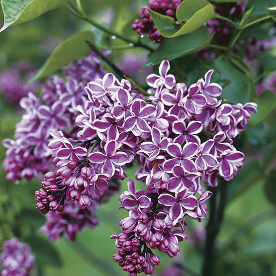 Alyva paprastoji (Syringa vulgaris) 'Sensation'