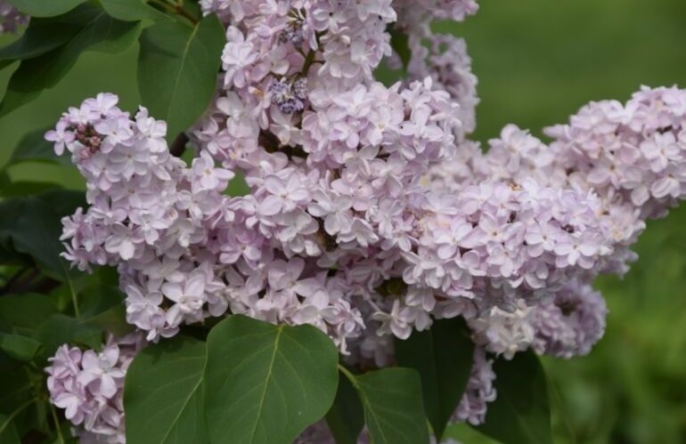 Alyva paprastoji (Syringa vulgaris) 'Zemczuzina'