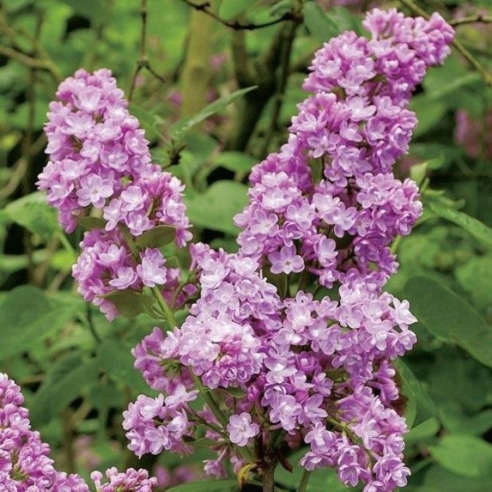 Alyva paprastoji (Syringa vulgaris) 'Belle de Nancy'