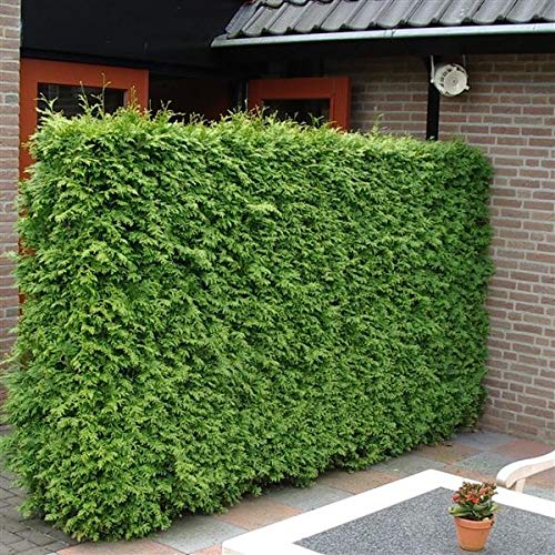 Tuja vakarinė (Thuja occidentalis) 'Brabant'