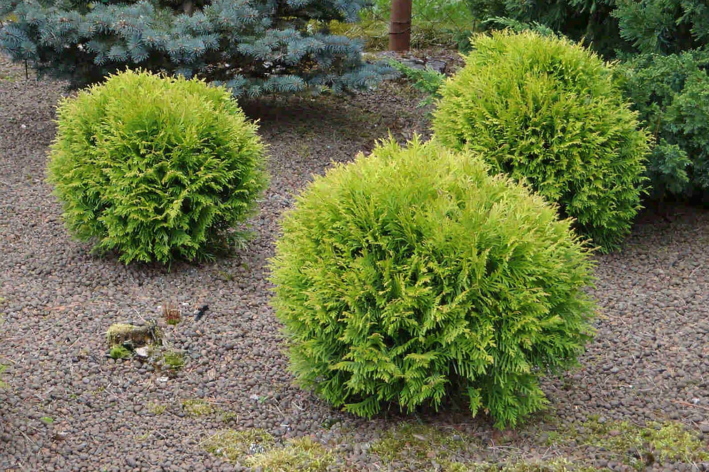 Tuja vakarinė (Thuja occidentalis) 'Mirjam'