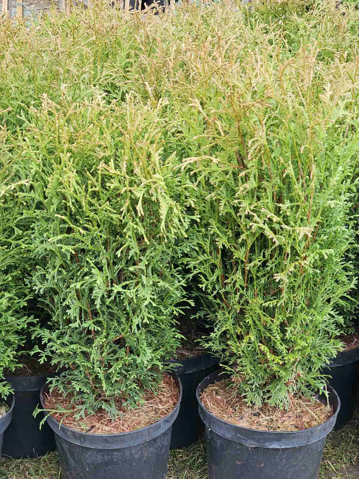 Tuja vakarinė (Thuja occidentalis) 'Tiny Tim'