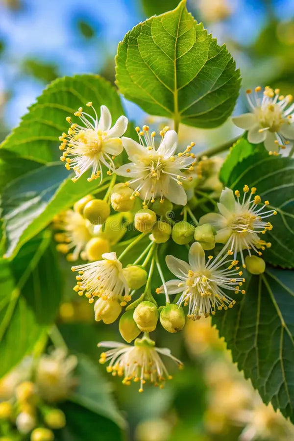 Liepa mažalapė (Tilia cordata)