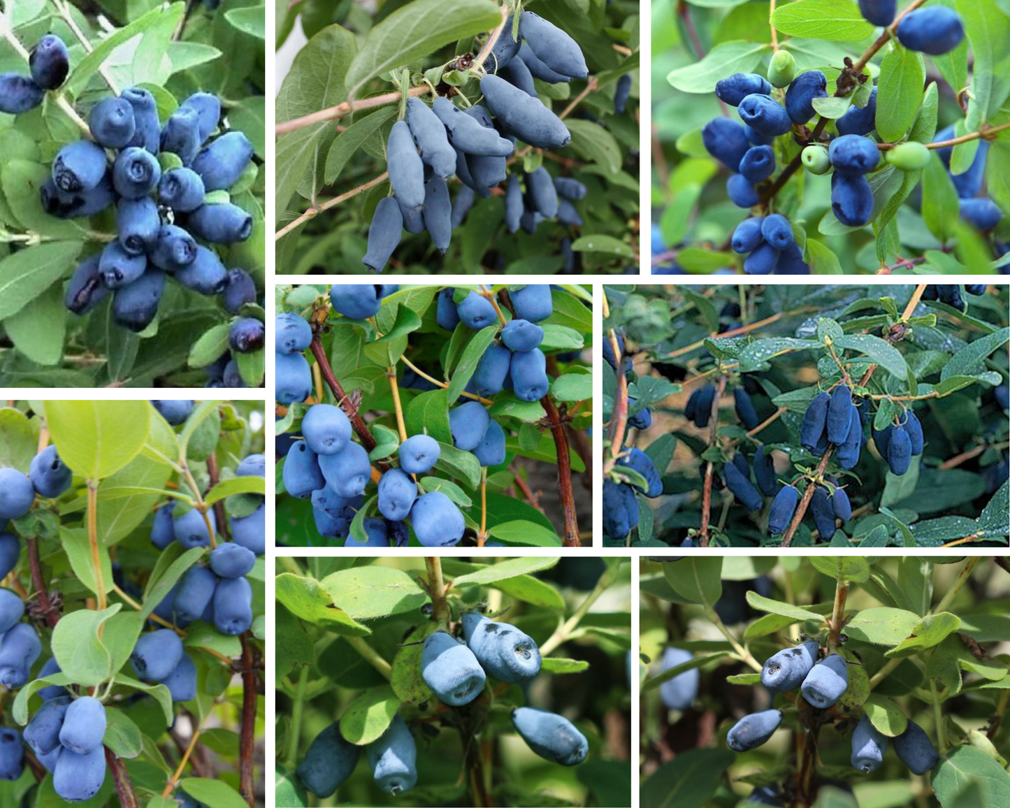 Sausmedis kamčiatkinis (Lonicera kamtschatica)