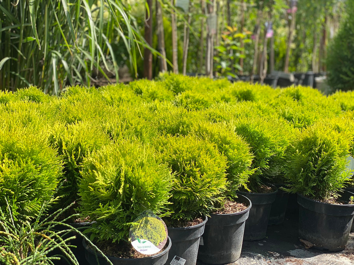 Tuja vakarinė (Thuja occidentalis) 'Mirjam'