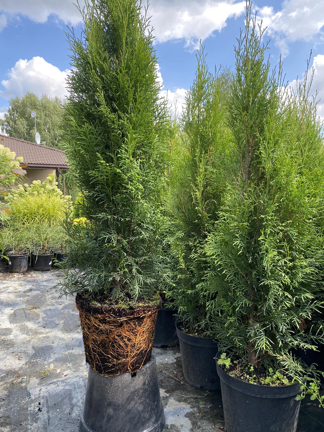 Tuja vakarinė (Thuja occidentalis) 'Smaragd'