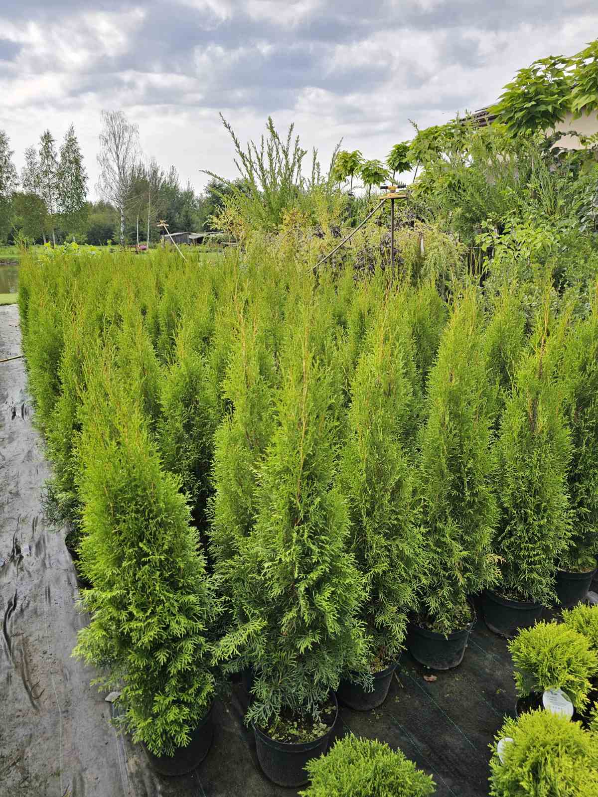 Tuja vakarinė (Thuja occidentalis) 'Smaragd'