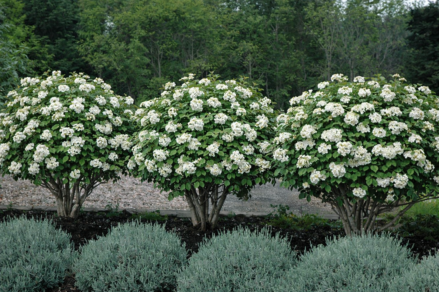 Putinas paprastasis (Viburnum opulus) 'Compactum'