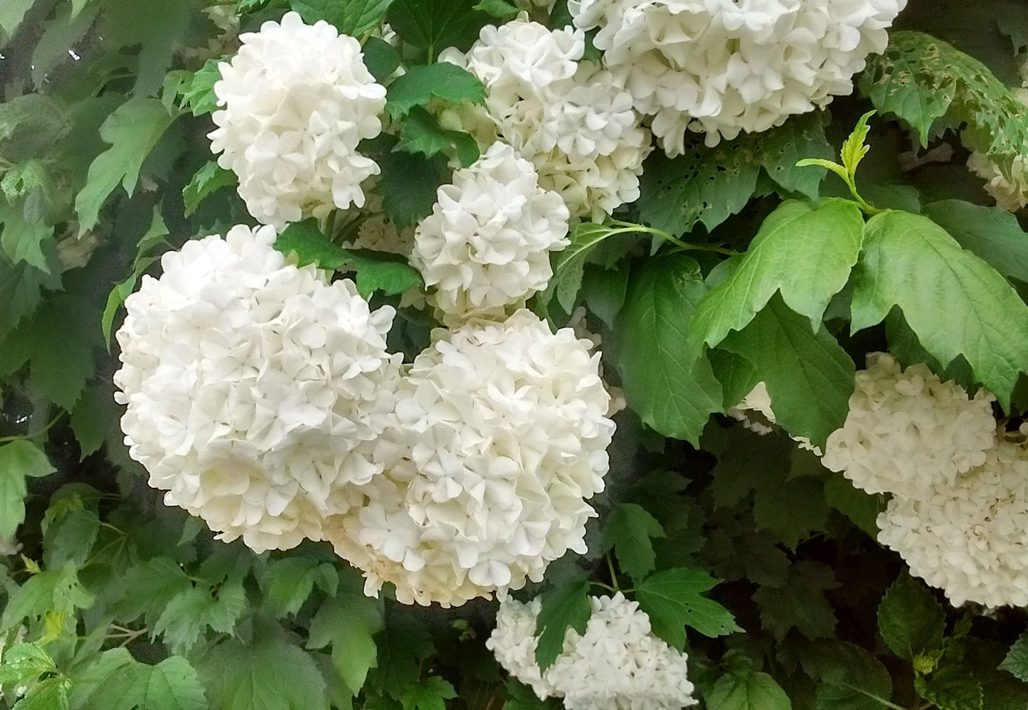 Putinas paprastasis (Viburnum opulus) 'Roseum'
