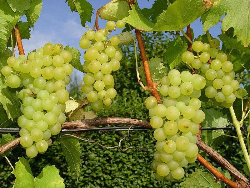 Vynmedis (Vitis) ‘A-1004’ (desertinė)