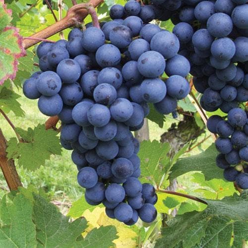 Vynmedis (Vitis) 'Boskoop Glory' (desertinė)