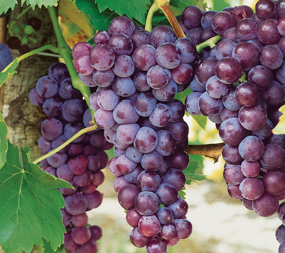 Vynmedis (Vitis) 'Canadice' (besėklė)