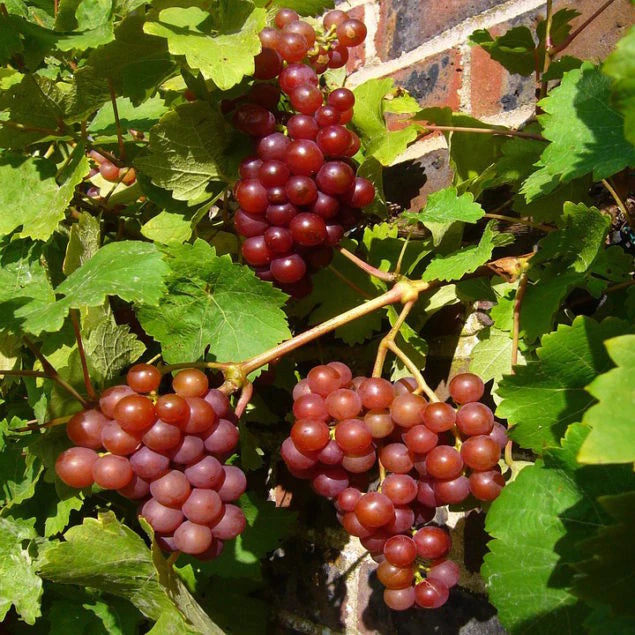 Vynmedis (Vitis) 'Einset Seedless' (besėklė)