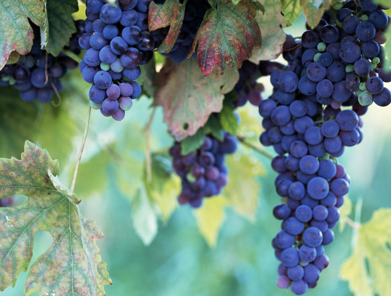 Vynmedis (Vitis) 'Fredonia' (desertinė)