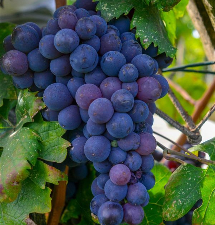 Vynmedis (Vitis) 'Isabella' (desertinė)