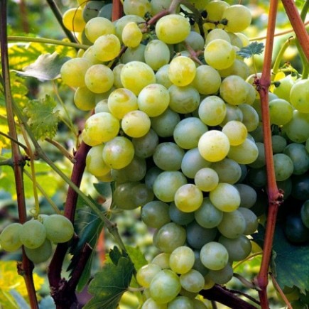 Vynmedis (Vitis) 'Iza Zaliwska'